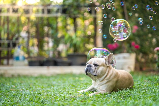 Buldogue francês bonito deitado na grama contra bolhas de sabão flutuantes