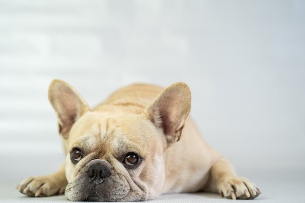 Buldogue francês bonito, deitado no chão.