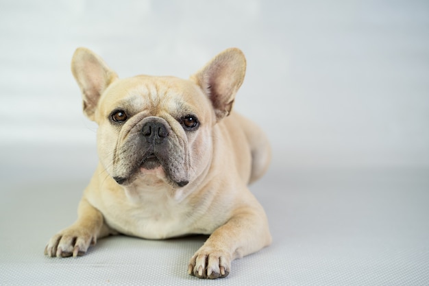 Buldogue francês bonito, deitado no chão.