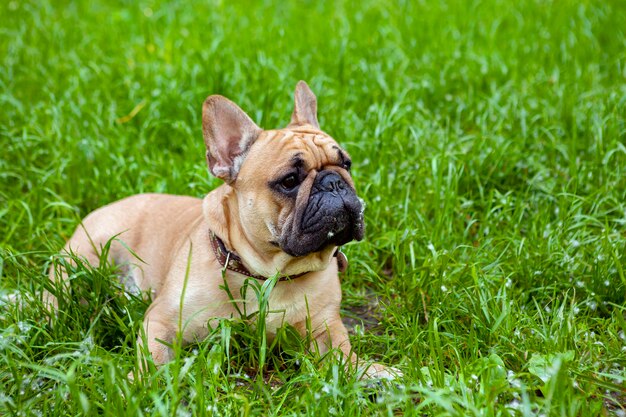 Buldogue francês brincando na grama