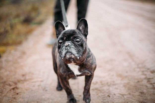 buldogue francês caminhando no inverno