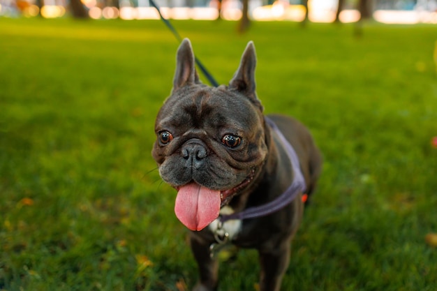 Buldogue francês closeup enfiando a língua para fora e respirando ele está com sede depois de uma caminhada no parque