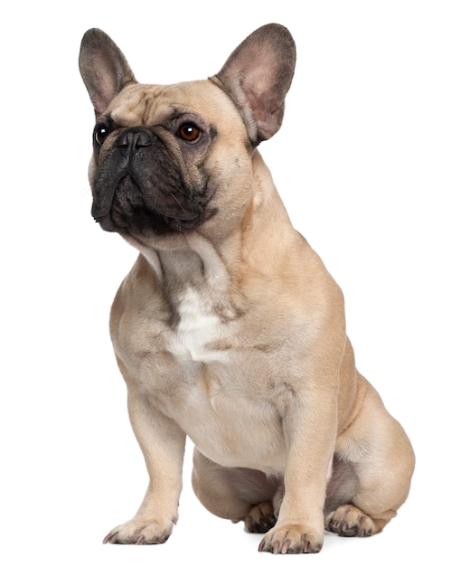 Foto buldogue francês com 2 anos de idade. retrato de cachorro isolado