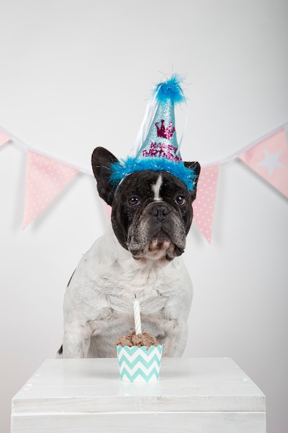 Buldogue francês com chapéu de aniversário azul comemorando seu aniversário em fundo branco