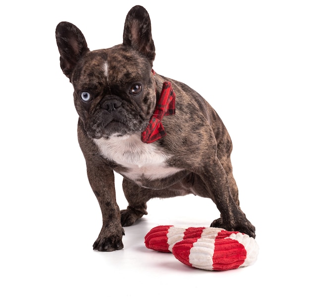 Buldogue francês com gravata borboleta vermelha para o Natal em fundo branco