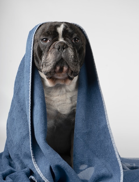 Buldogue francês com uma toalha na cabeça