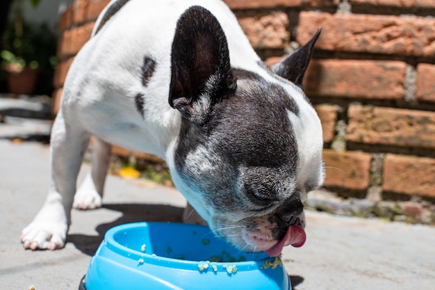 Buldogue francês comendo comida natural de um pote azul