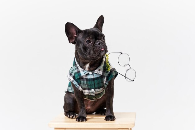 Foto buldogue francês de óculos e camisa, muito inteligente e inteligente