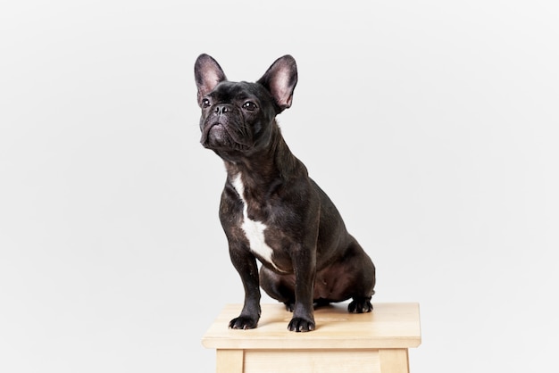 Buldogue francês de óculos e camisa, muito inteligente e inteligente