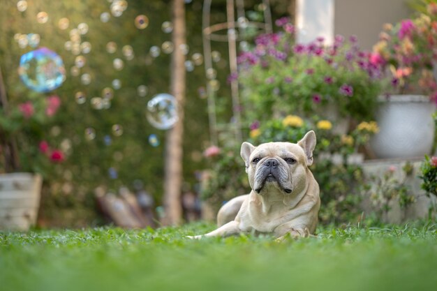 Buldogue francês deitado no jardim