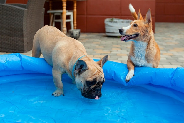 Buldogue francês e corgi mestiço dominam a piscina