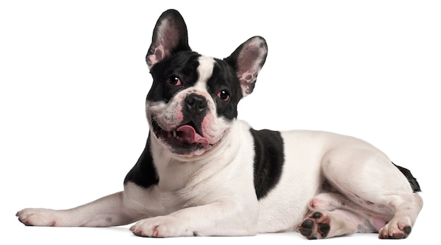 Foto buldogue francês em branco