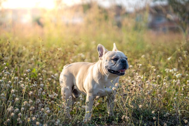 Buldogue francês fofo em um campo de flores brancas