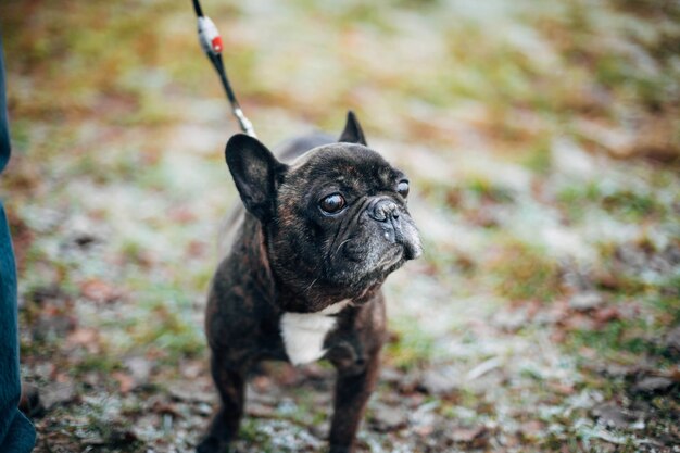 buldogue francês marrom andando no inverno na geada