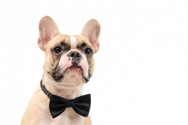 Buldogue francês marrom bonito usando gravata borboleta preta