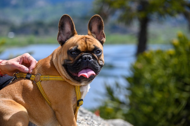 Buldogue francês na coleira andando nas montanhas