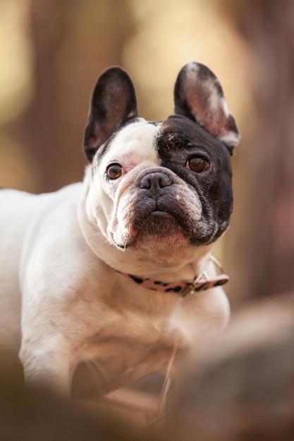 Buldogue francês na floresta