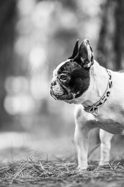 Foto buldogue francês na floresta