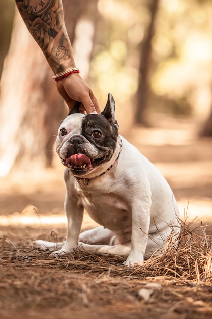 Buldogue francês na floresta