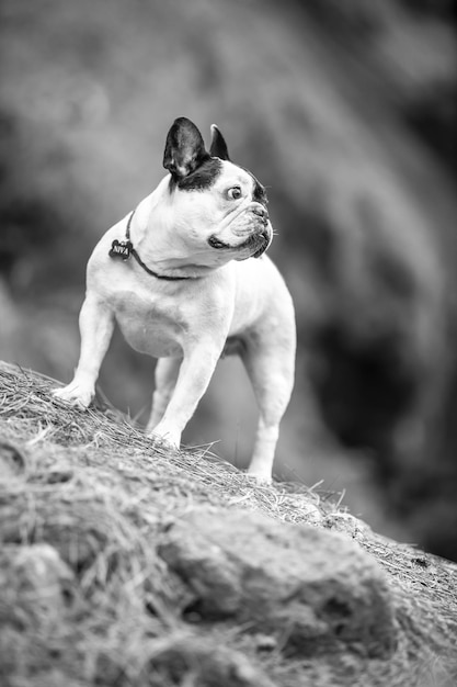 Buldogue francês na floresta