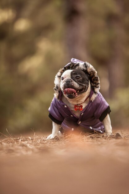 Buldogue francês na floresta