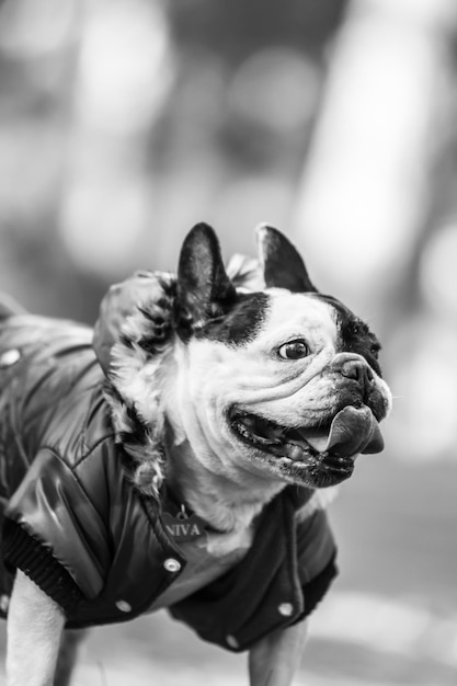 Foto buldogue francês na floresta