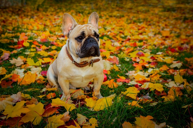 Buldogue francês no fundo de folhas caídas