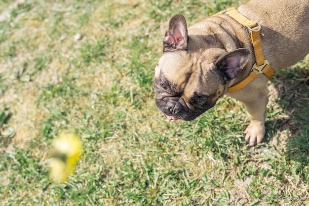 Buldogue francês no jardim