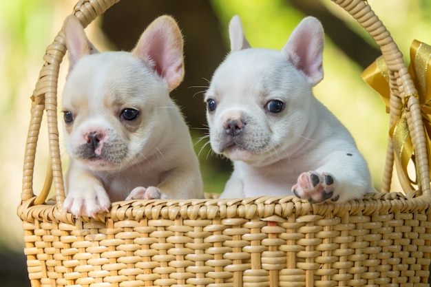 Buldogue francês pequeno bonito na cesta marrom com fundo verde da natureza