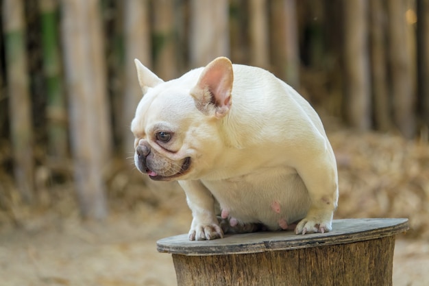 Buldogue francês pequeno bonito na mesa de madeira