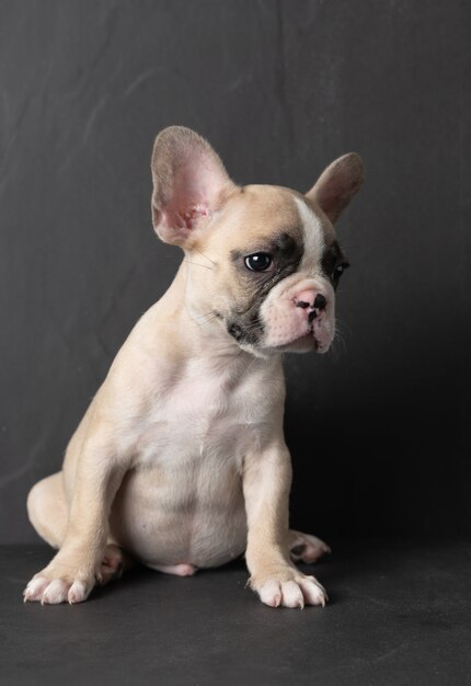 Foto buldogue francês pequeno bonito que olha no preto