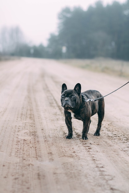 buldogue francês preto andando no frio