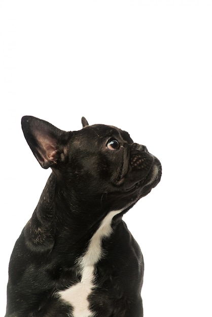 Buldogue francês preto. Retrato de um cachorro