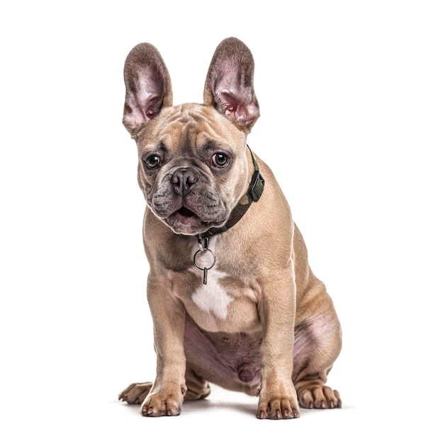 Buldogue francês sentado com coleira isolada em branco