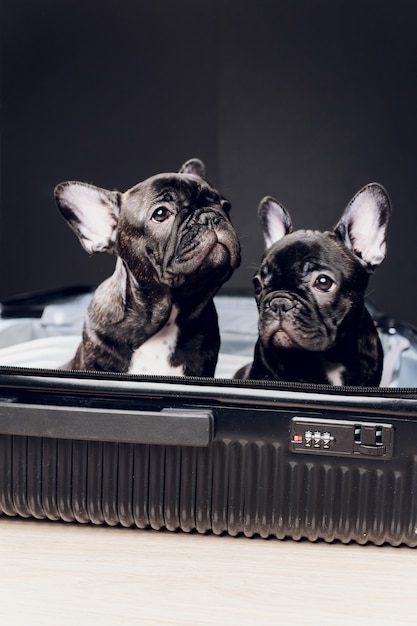 Buldogue francês sentado na bagagem pronta para viajar.