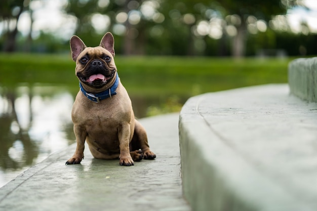 Buldogue francês sentado na lagoa