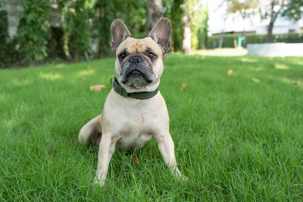 Buldogue francês sentado no campo de grama no parque.