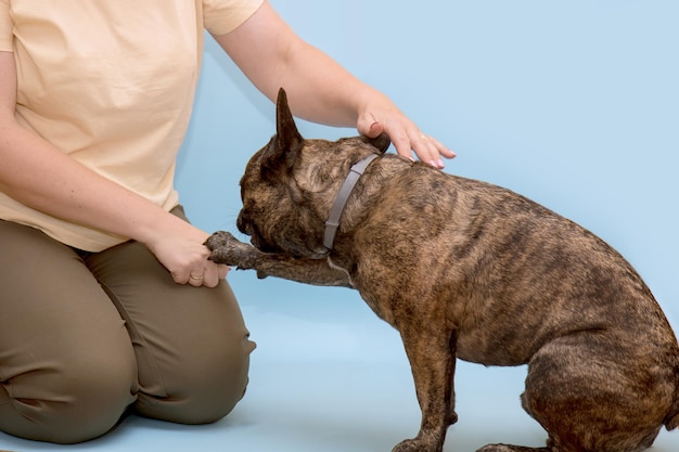 Buldogue francês toca seu dono com a comunicação da pata com o cachorro