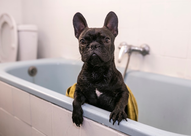 Buldogue francês tomando banho em um banheiro branco