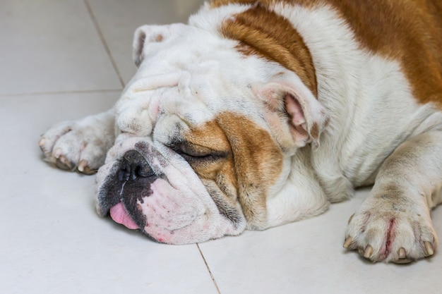 buldogue inglês masculino dormindo