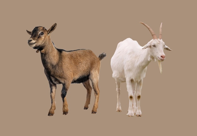 Los bulks son animales versátiles que pueden adaptarse a varios entornos y dietas.