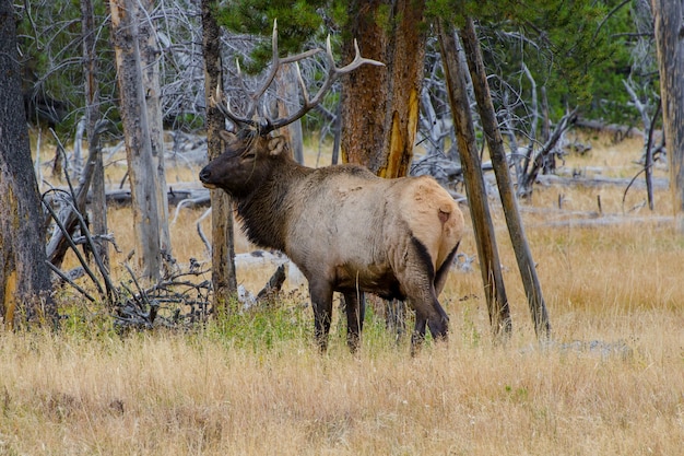 Bull Elk (Wapiti) no Parque Nacional de Yellowstone, Wyoming, Estados Unidos