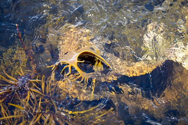 Bull kelp algas que crecen en las rocas Algas marinas comestibles listas para cosechar en el océano