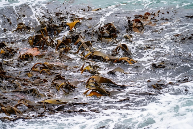 Bull kelp algas que crecen en las rocas Algas marinas comestibles listas para cosechar en el océano