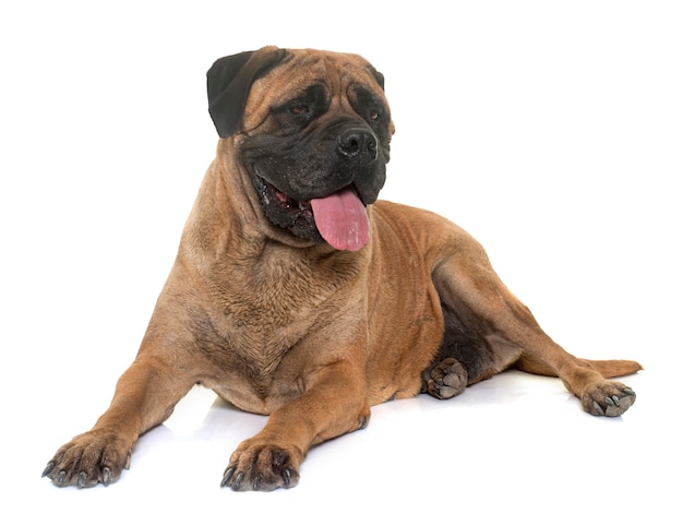 Bull Mastiff Hund