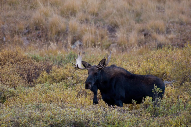 Bull moose en Colorado.