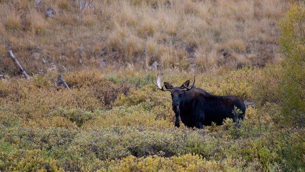 Bull moose en Colorado.