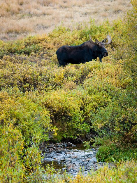 Bull moose en Colorado.