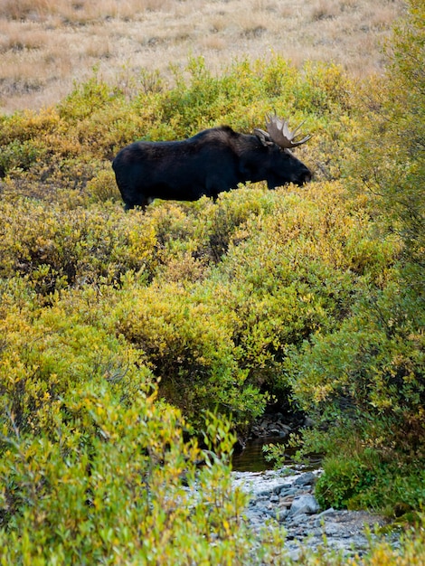 Bull moose no Colorado.