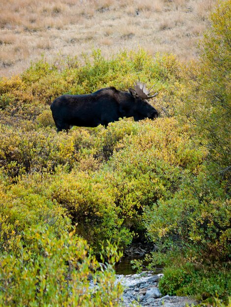 Bull moose no Colorado.